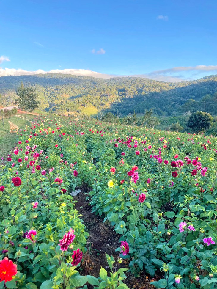 Hoa Thuoc Duoc The Florest 2