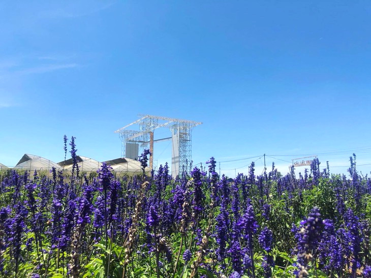 Canh Dong Hoa Oai Huong Cau Dat 1