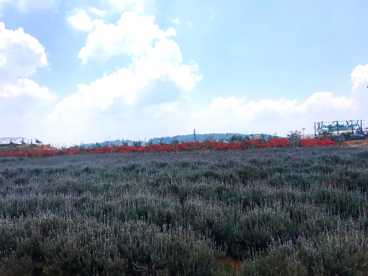 Canh Dong Hoa Oai Huong Cau Dat 2