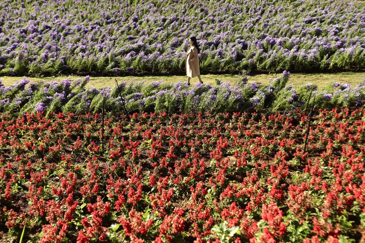 Thể thao & Xác pháo đỏ