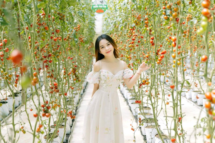 Ca Chua Bi Nong Trai Cun