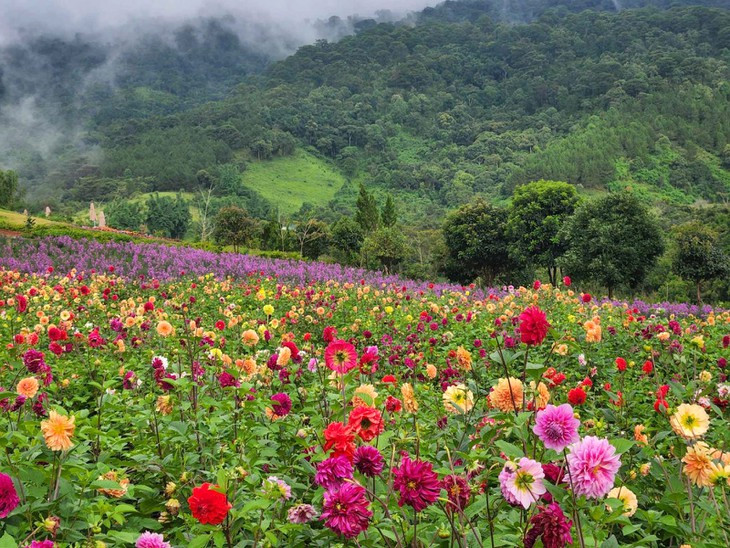 Vườn hoa lớn nhất Đà Lạt
