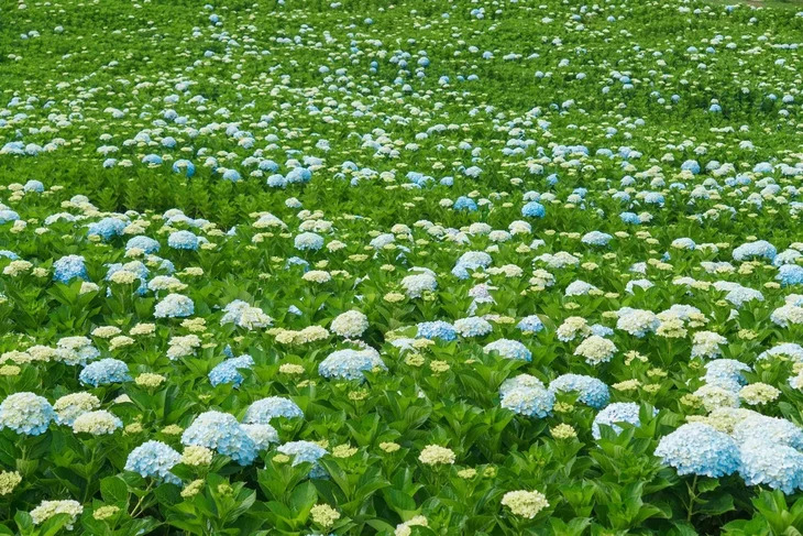 Vườn Hoa Cẩm Tú Cầu Lớn Nhất Đà Lạt