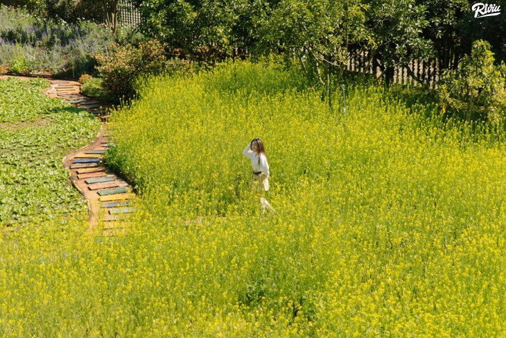 Vuon Hoa Cai Thao Nguyen Xanh