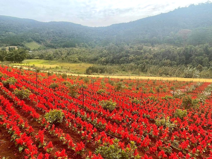 Hoa Xac Phao Do The Florest