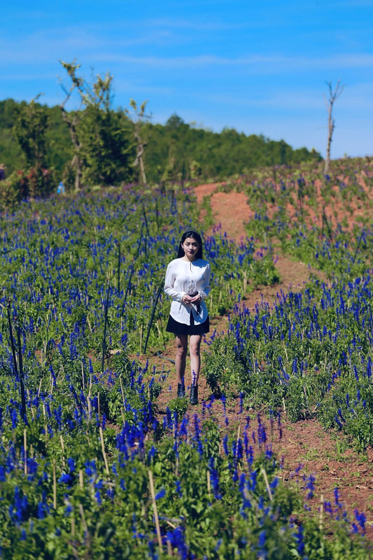 Xac Phao Xanh The Florest