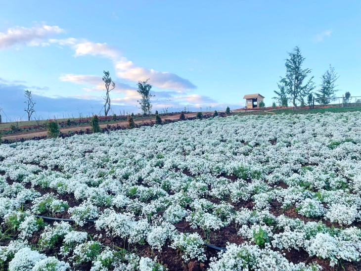 Hoa Tuyet Cau The Florest 1