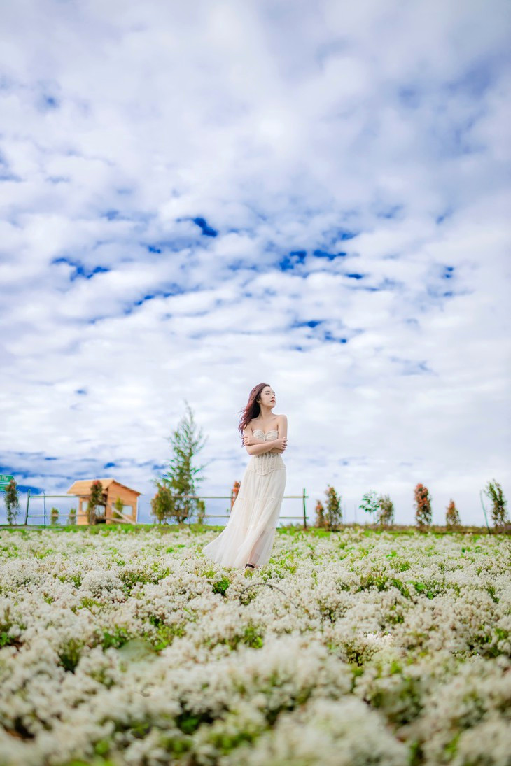 Canh đồng hoa tuyết Đà Lạt rộng lớn.