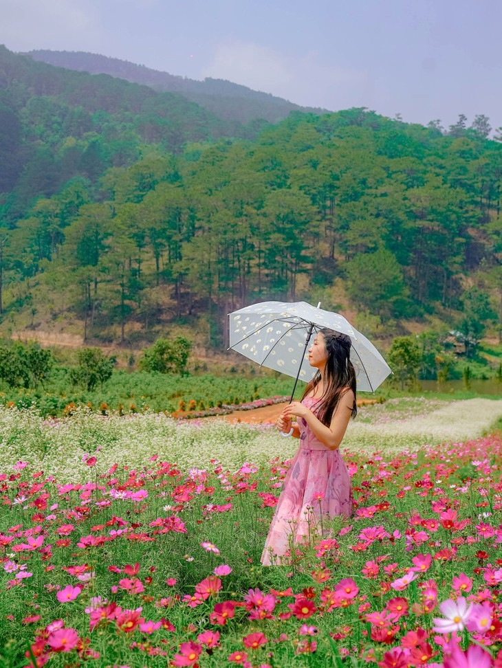 Hoa Sao Nhai The Florest 1