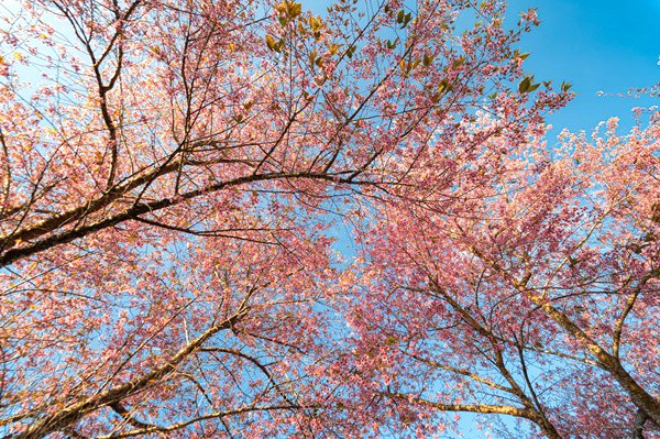 Mùa xuân về, hoa nở rộ.