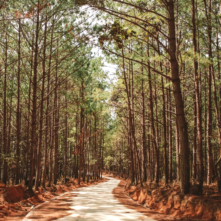 Duong Xuyen Rung Vao The Florest