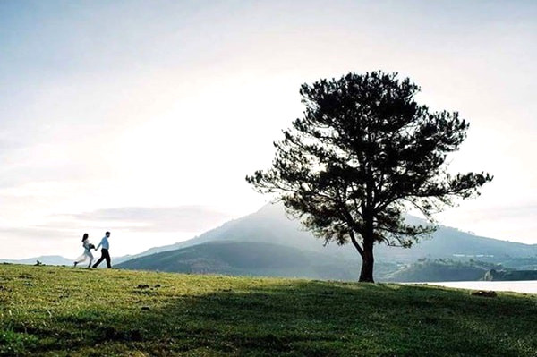 Cay Co Don Suoi Vang Da Lat