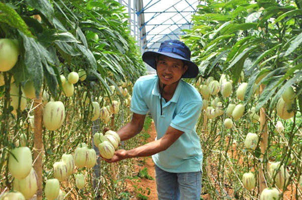 Vườn dưa hấu tí hon độc đáo Đà Lạt.