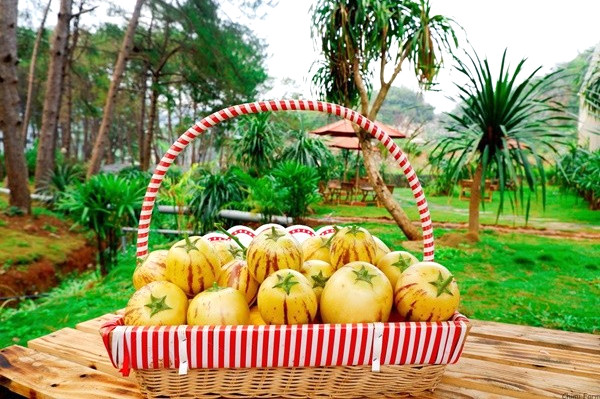 Dưa hấu tí hon, ít hạt hoặc hạt ăn được.