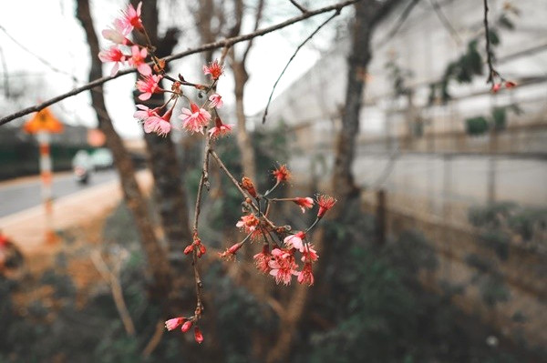 Hoa báo xuân.