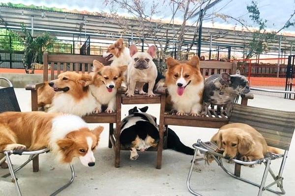Quán cà phê chó Đà Lạt thu hút du khách.