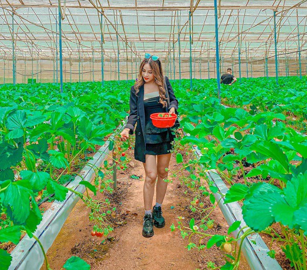 Dâu Đà Lạt - đặc sản ngọt ngào