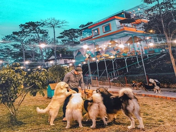 Cún yêu chờ bạn vuốt ve.