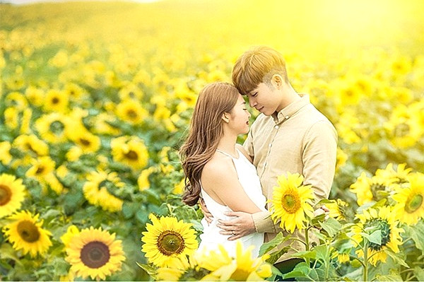 Biển hoa hướng dương rực rỡ trong đoạn kết.