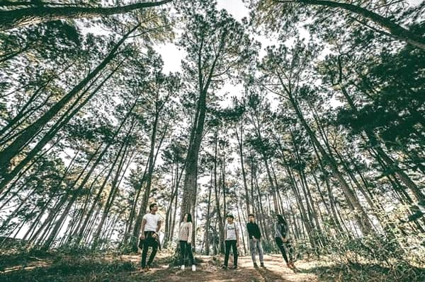 Rung Thong Da Lat