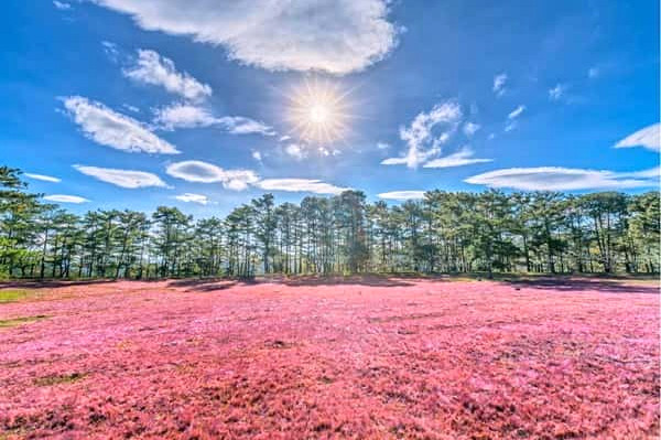 Doi Co Hong Da Lat