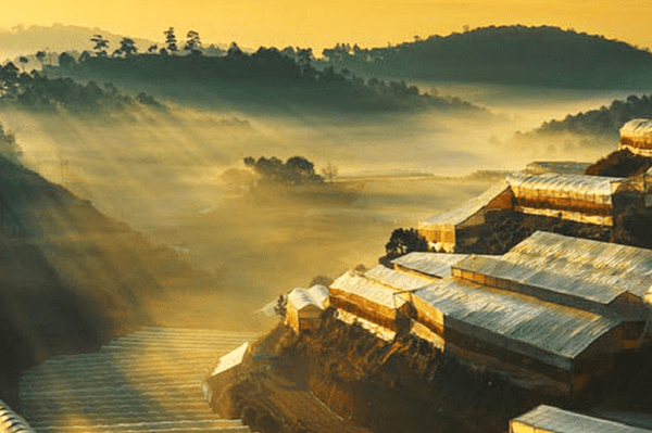 Ruộng bậc thang vàng nắng sớm.