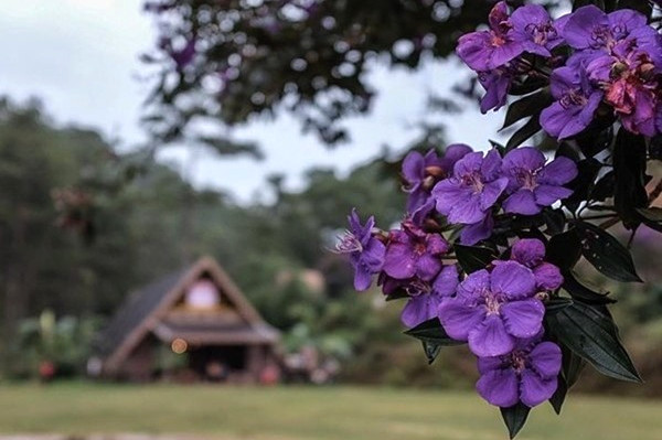 Cận cảnh hoa Pơ Ra Nhằng Đà Lạt