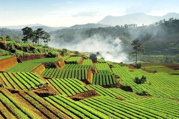 Ruộng bậc thang tô điểm nét độc đáo cho Đà Lạt.