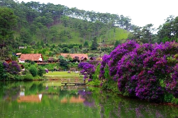 Tím hoa quyện xanh lá.