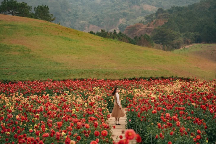 Canh Dong Hoa Thuoc Duoc Da Lat