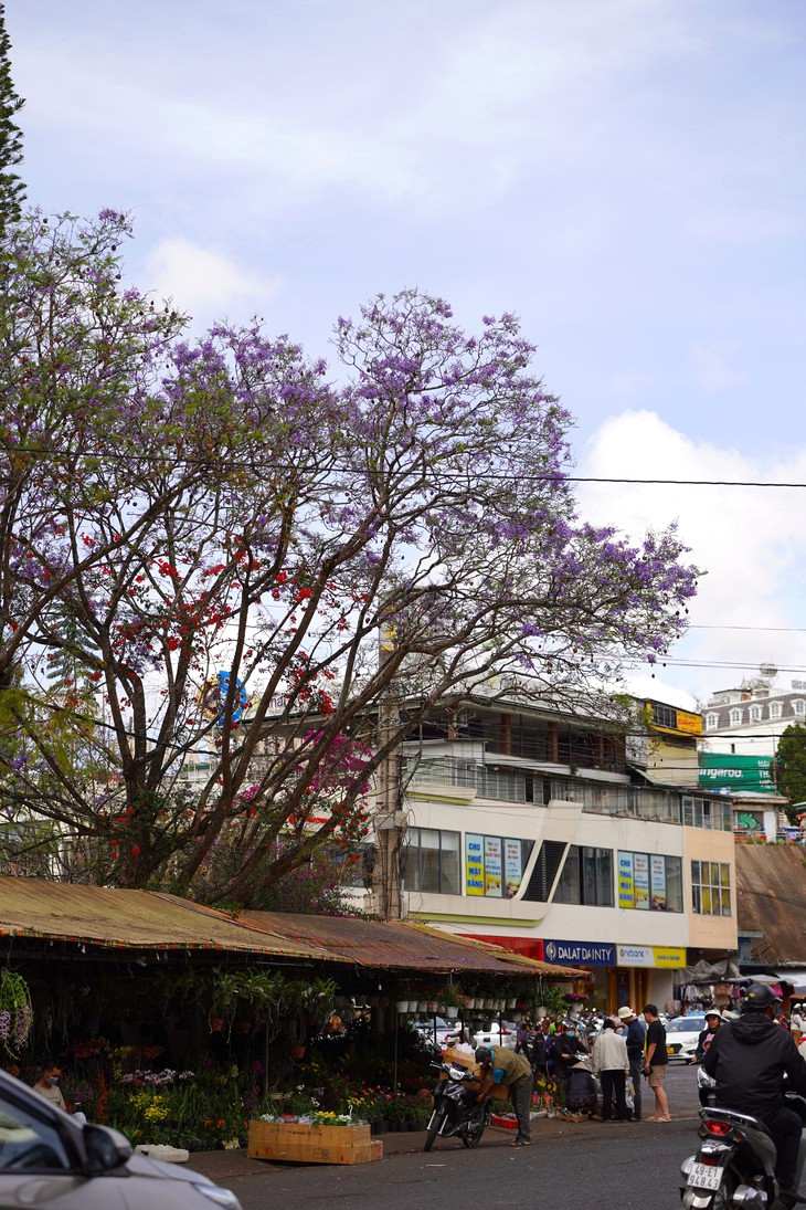 Phuong Tim Cho Da Lat Thang 2 2023