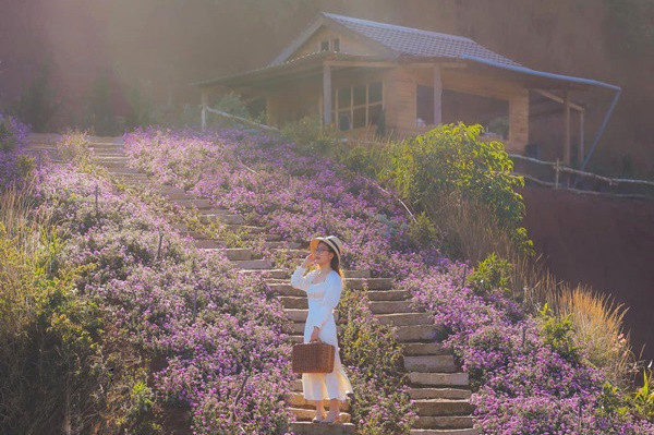 Khu Du Lich Lavender