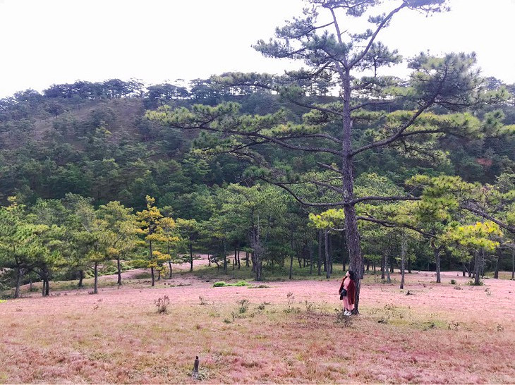 Doi Co Hong Thung Lung Vang