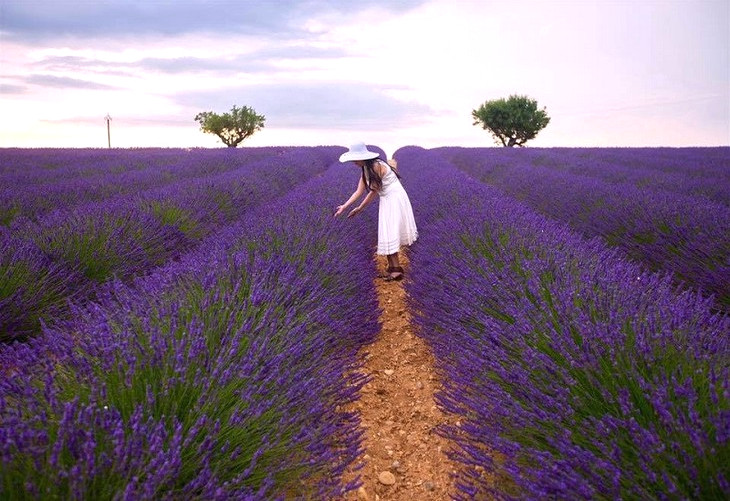 Vuon Hoa Lavender Cau Dat Da Lat