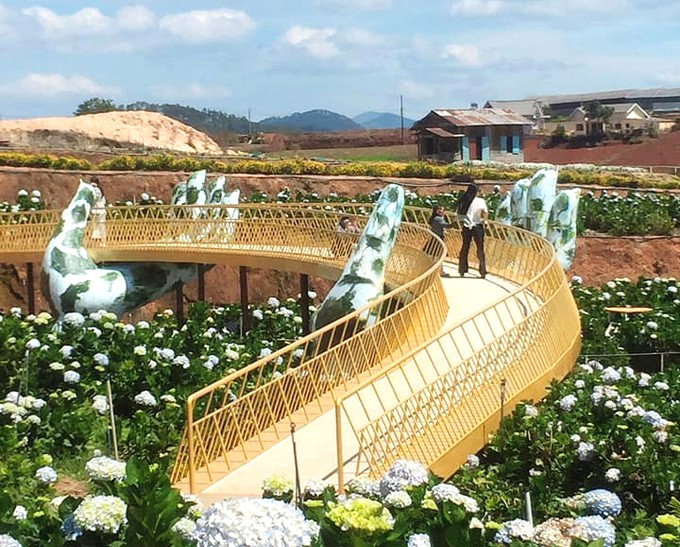 Cay Cau Vang O Da Lat