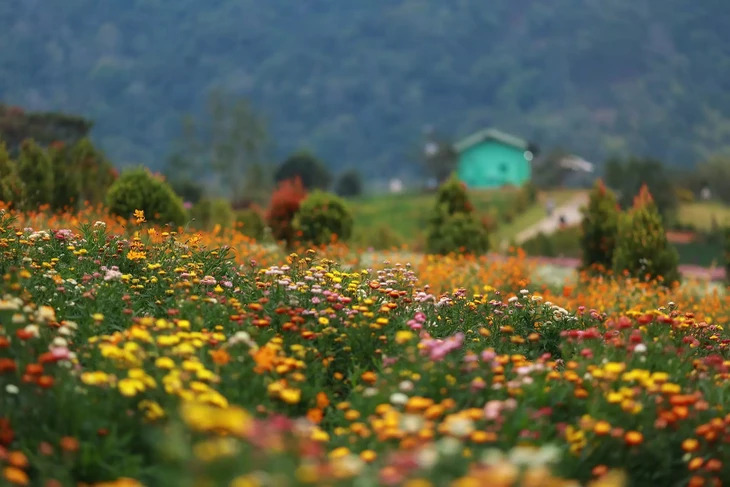 Hoa Da Lat Thang 2 Cuc Bat Tu