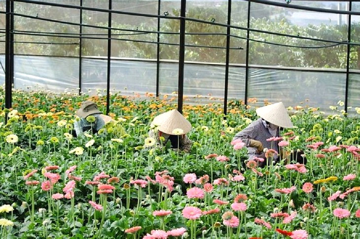 Vườn hoa Thái Phiên Đà Lạt.