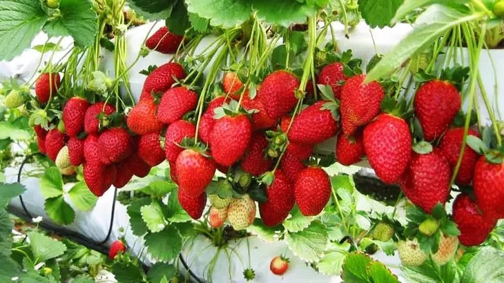 Vườn dâu tây tháng 5 ở Đà Lạt
