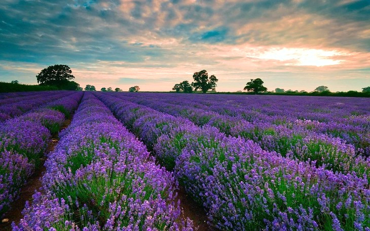 Vuon Hoa Lavender Ho Tuyen Lam 9