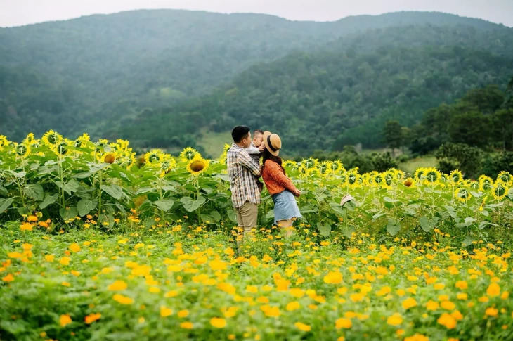 Vườn Hoa Hướng Dương Đà Lạt