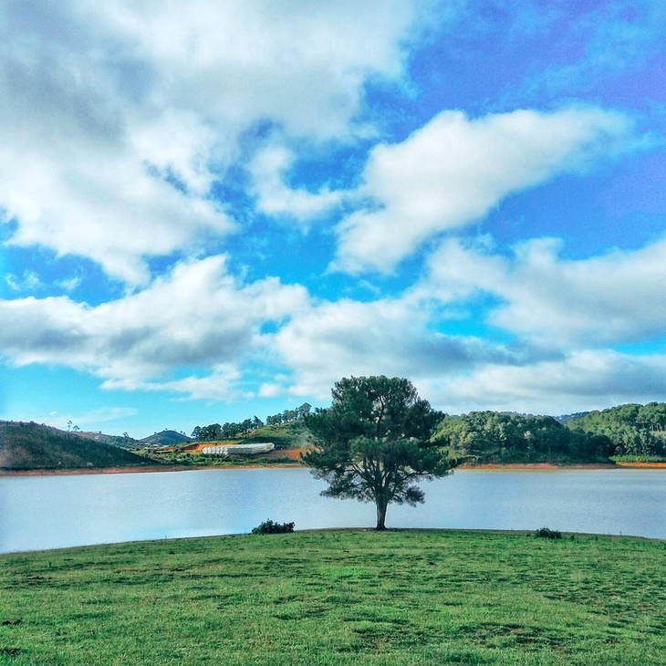 Cay Thong Co Don Da Lat