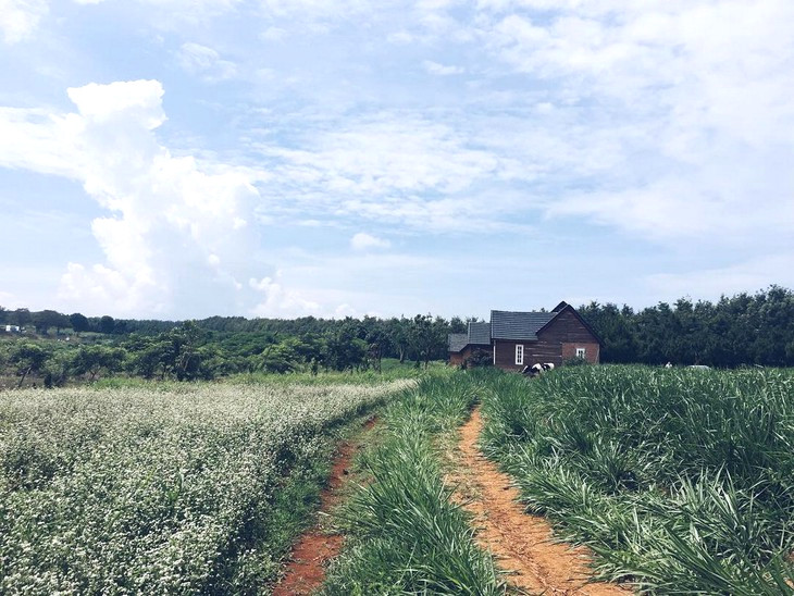 Dalat Milk Farm