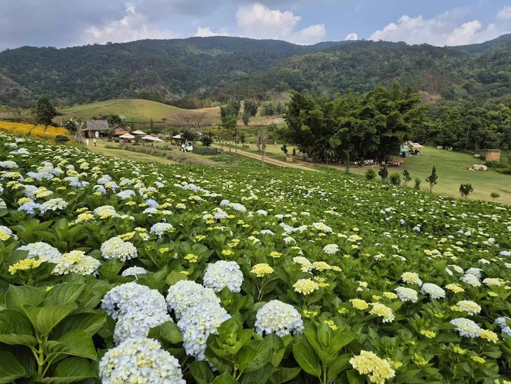Vuon Hoa Cam Tu Cau Da Lat 3